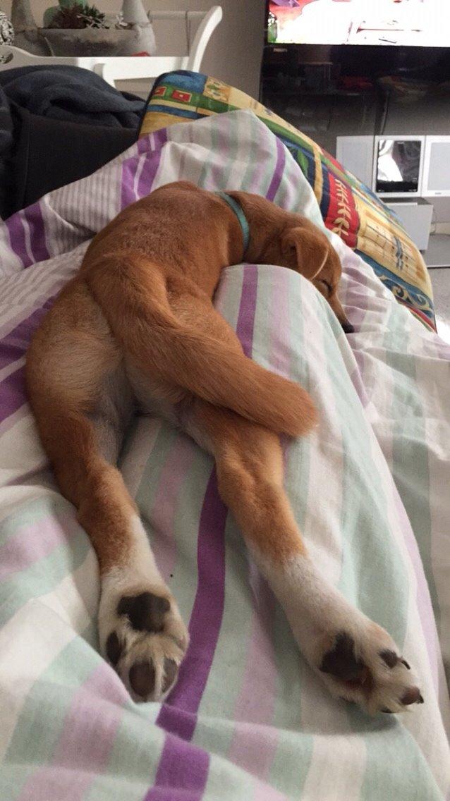 Blanding af racer Kenzo billede 42