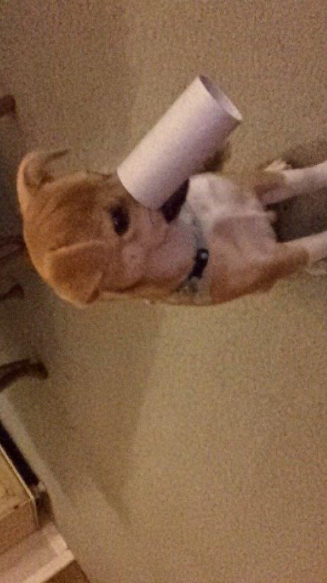 Blanding af racer Kenzo billede 43