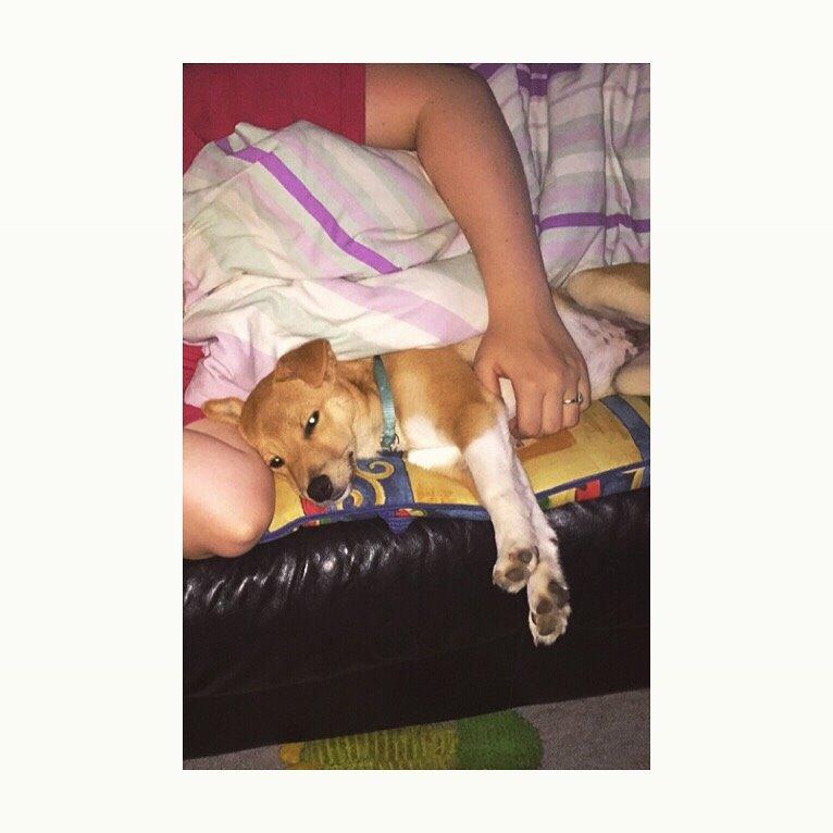 Blanding af racer Kenzo billede 44