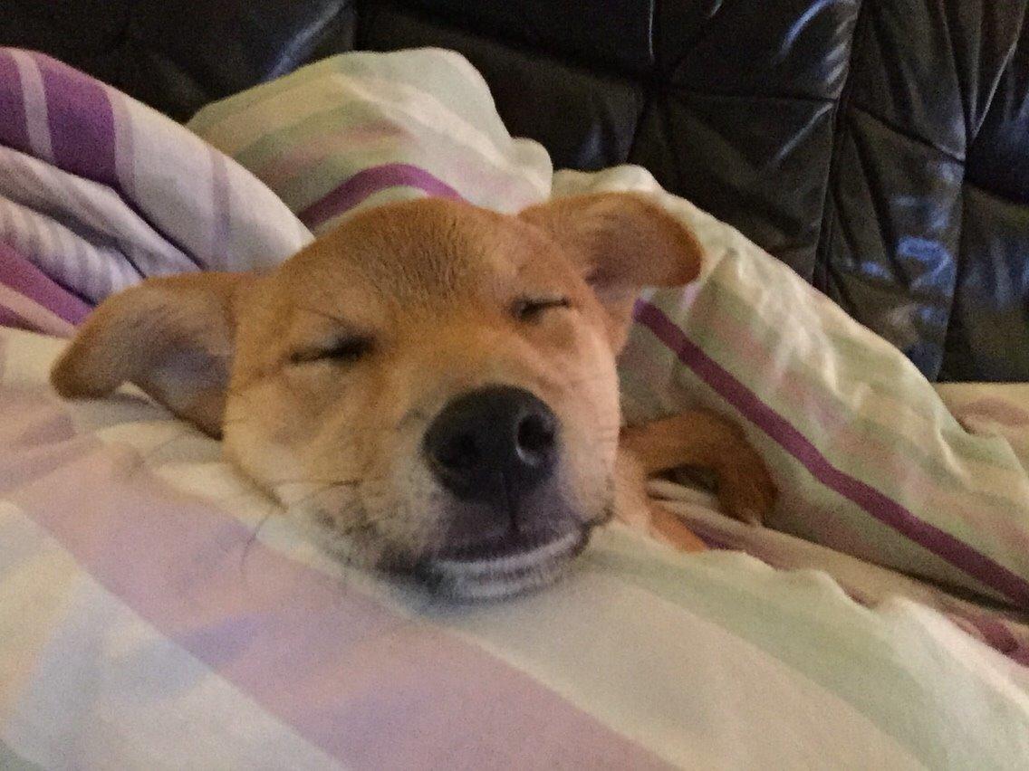 Blanding af racer Kenzo billede 45