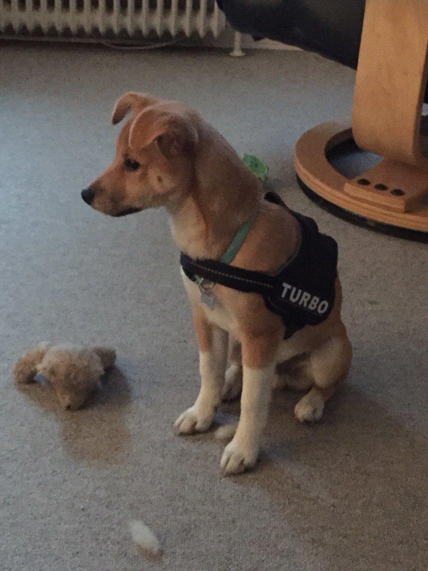 Blanding af racer Kenzo billede 46