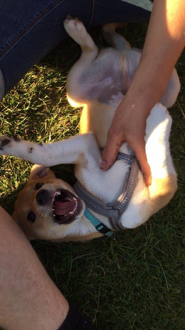 Blanding af racer Kenzo billede 47