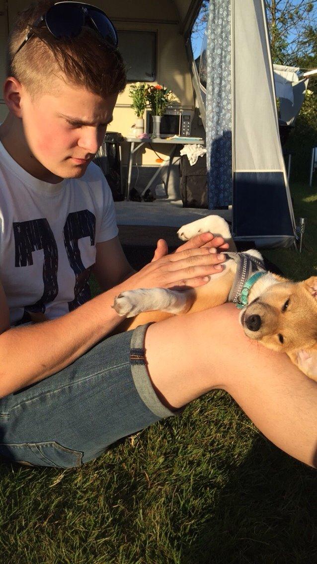 Blanding af racer Kenzo billede 48