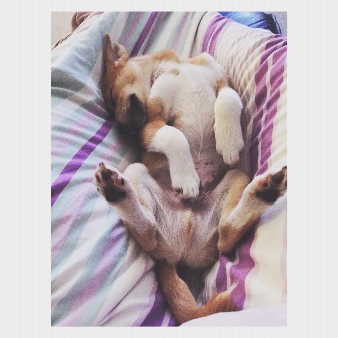 Blanding af racer Kenzo billede 49