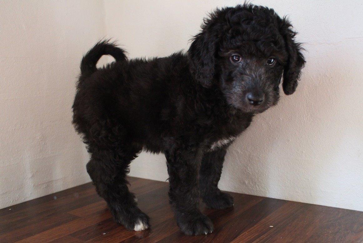 Blanding af racer Lilly (F1B Sproodle) billede 28