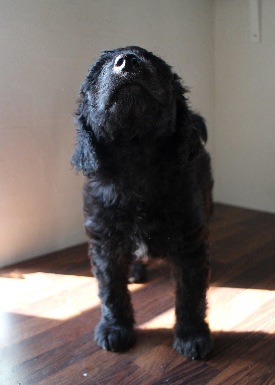 Blanding af racer Lilly (F1B Sproodle) billede 31