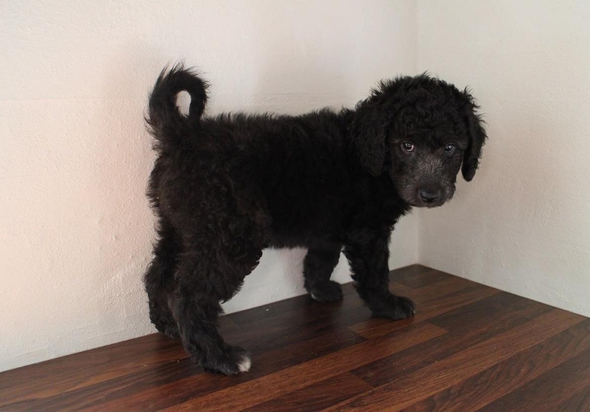 Blanding af racer Lilly (F1B Sproodle) billede 27