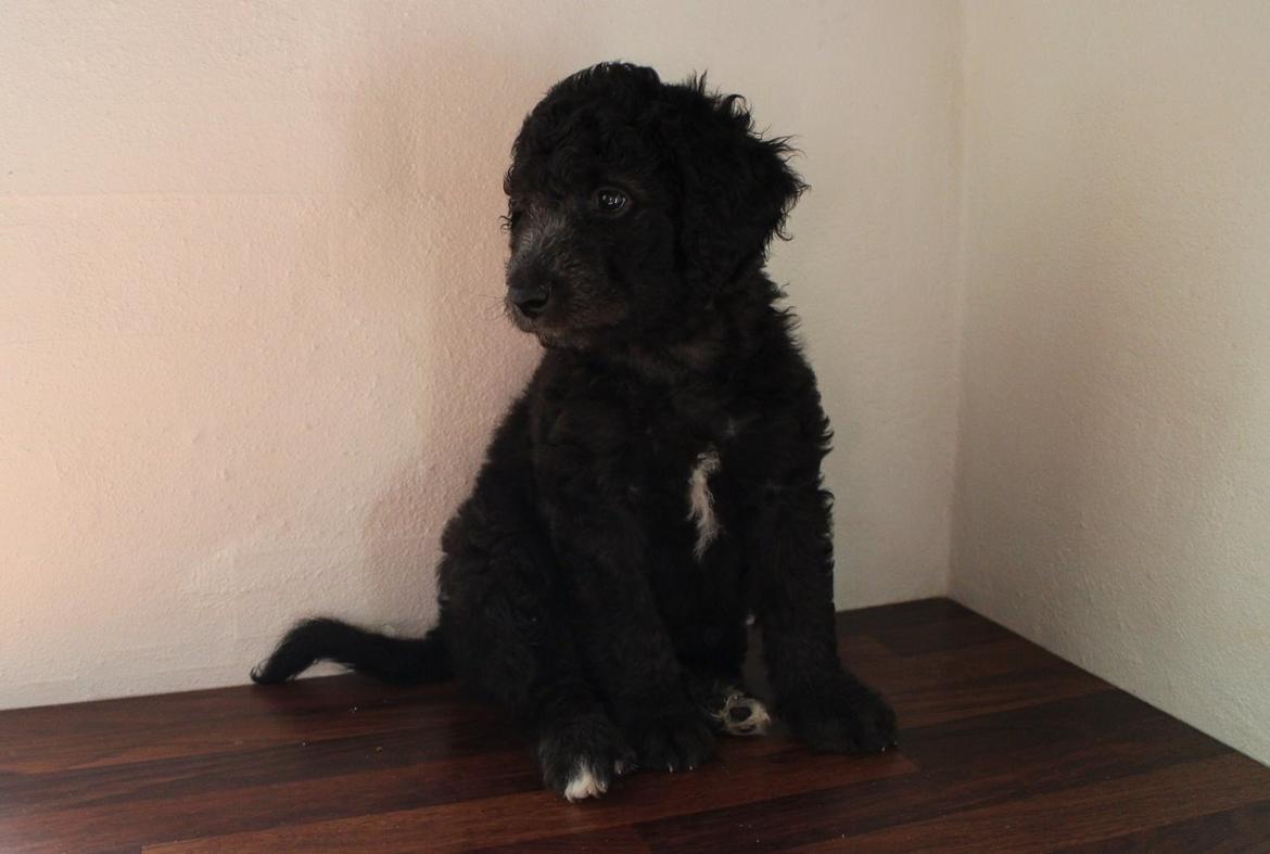 Blanding af racer Lilly (F1B Sproodle) billede 26