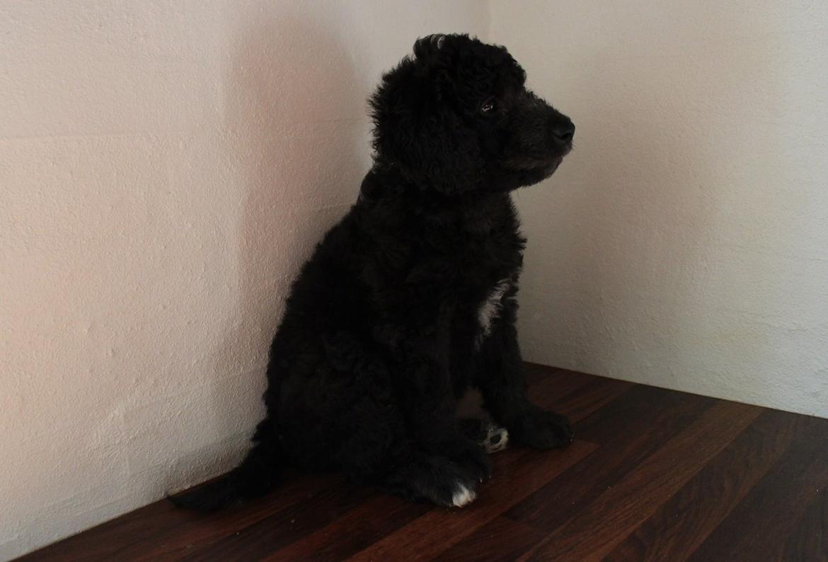 Blanding af racer Lilly (F1B Sproodle) billede 29