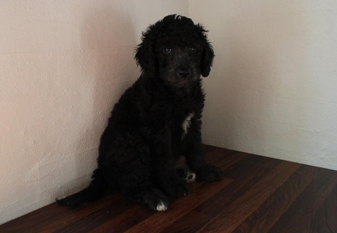 Blanding af racer Lilly (F1B Sproodle) billede 30