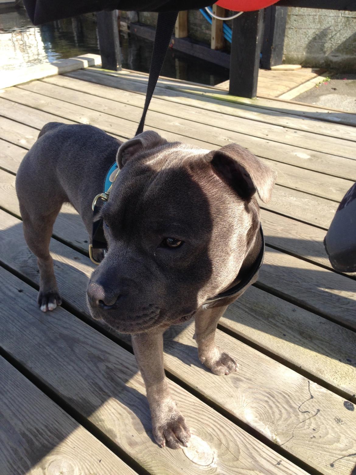 Staffordshire bull terrier Herman billede 36