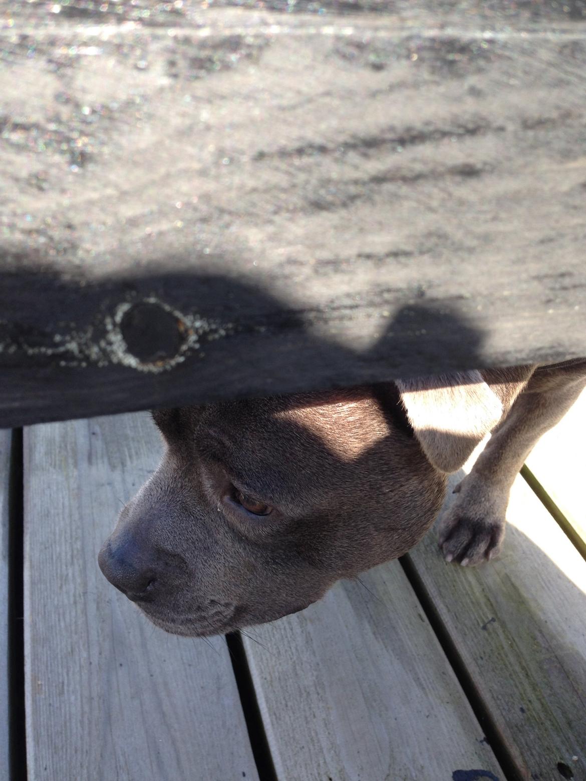 Staffordshire bull terrier Herman billede 37