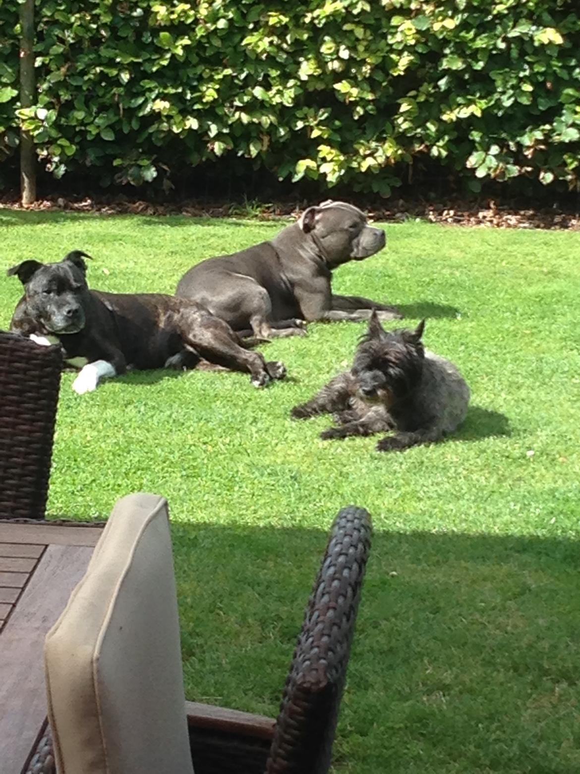 Staffordshire bull terrier Herman billede 39