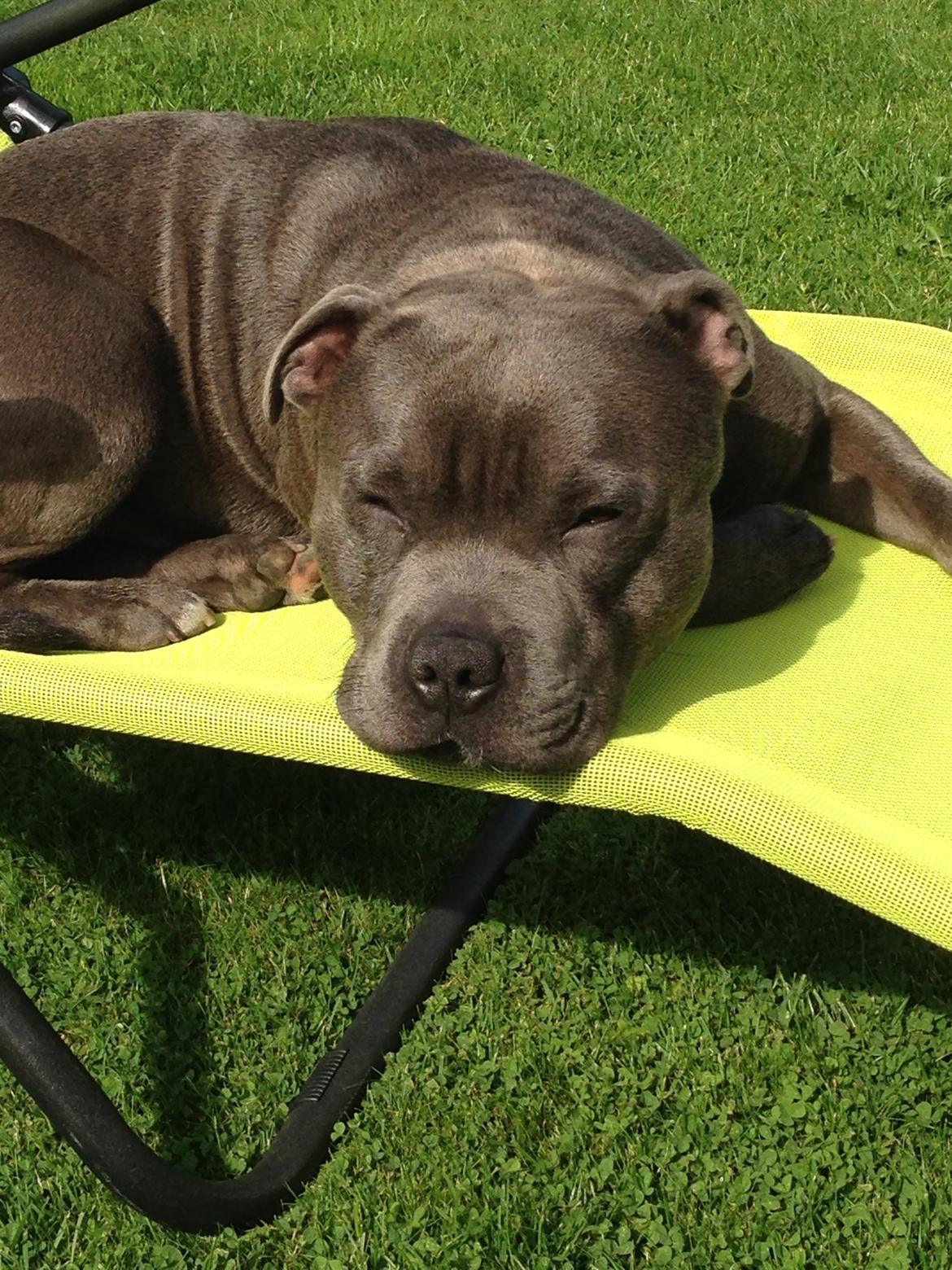 Staffordshire bull terrier Herman billede 40