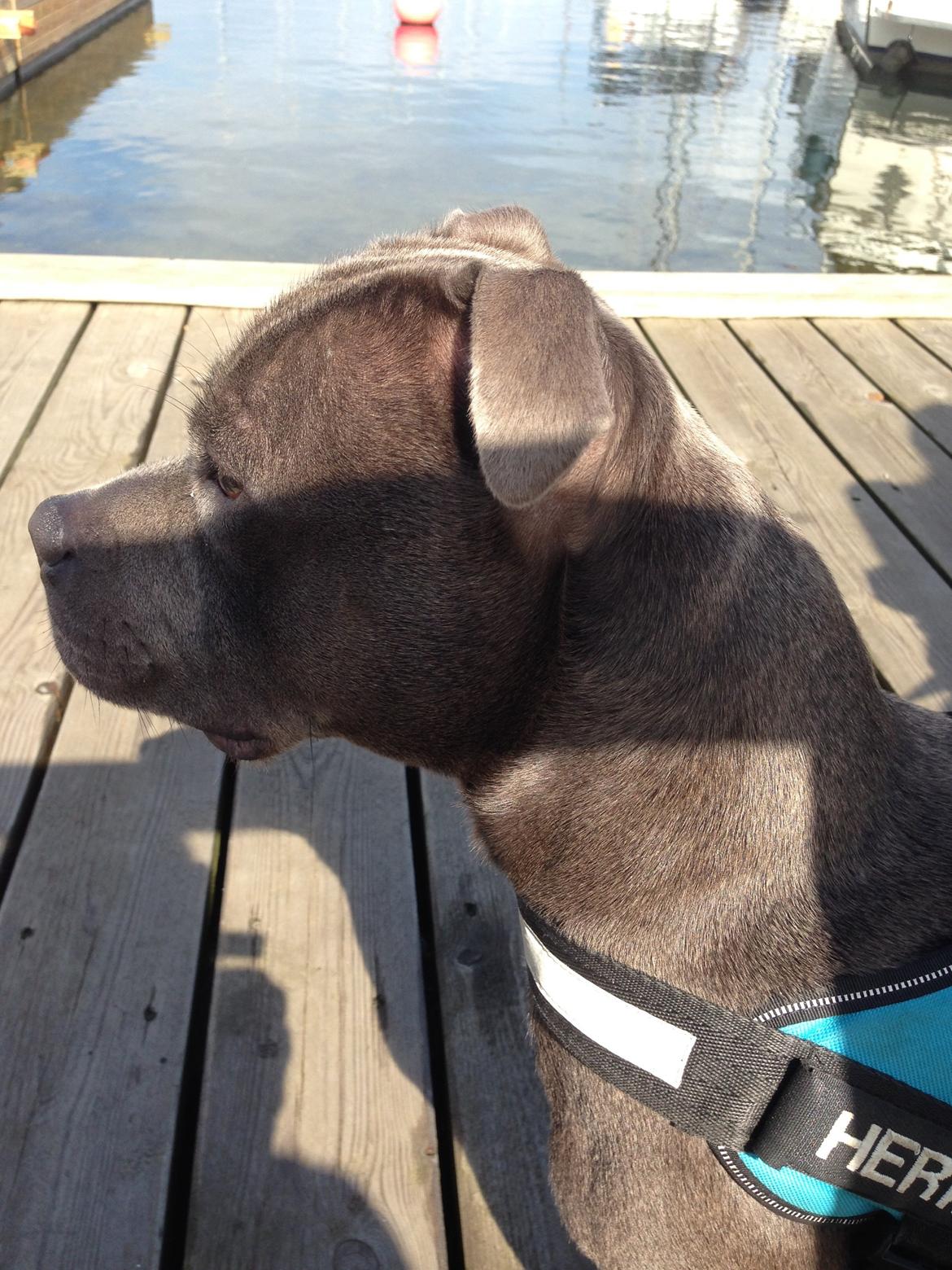 Staffordshire bull terrier Herman billede 38