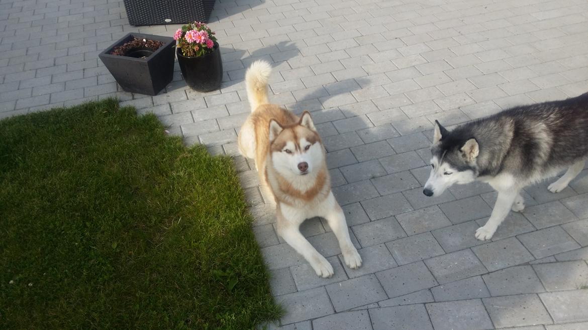 Siberian husky Avanti billede 13