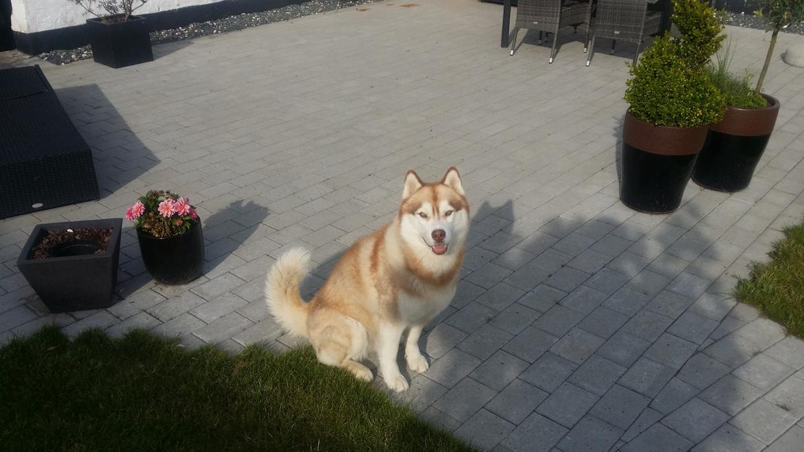 Siberian husky Avanti billede 14