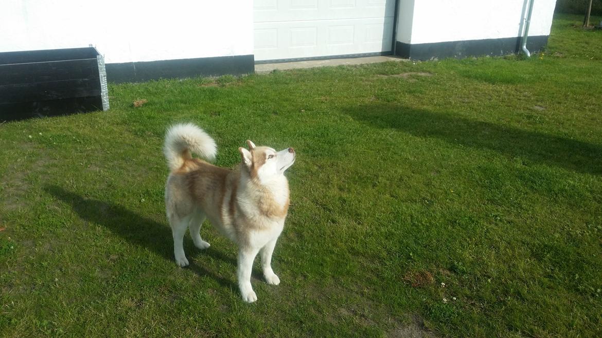Siberian husky Avanti billede 15