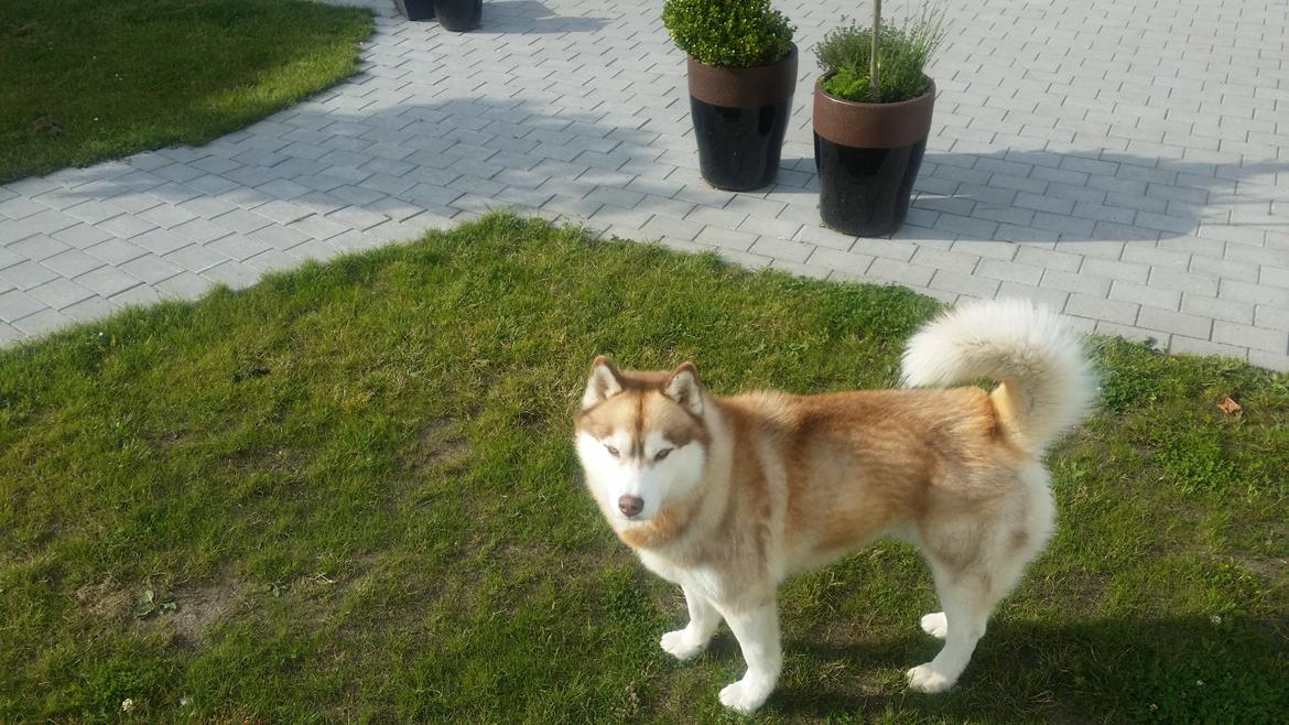 Siberian husky Avanti billede 16