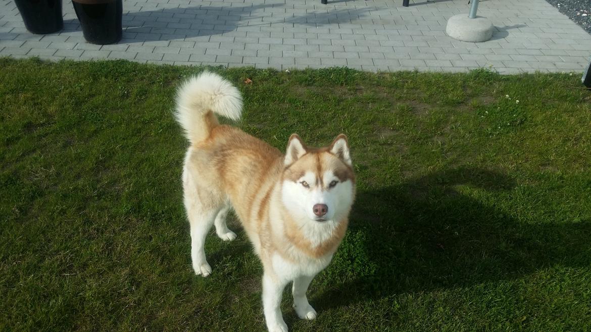 Siberian husky Avanti billede 17