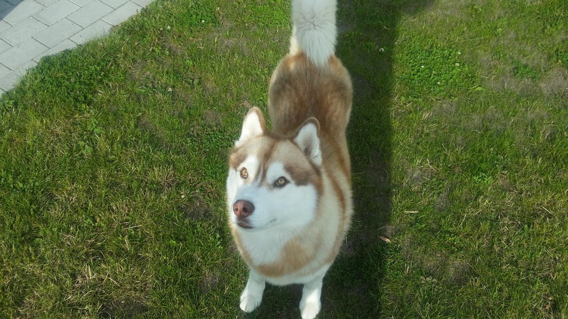 Siberian husky Avanti billede 18