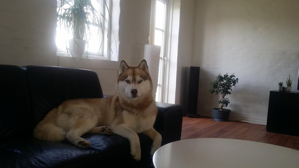 Siberian husky Avanti billede 19