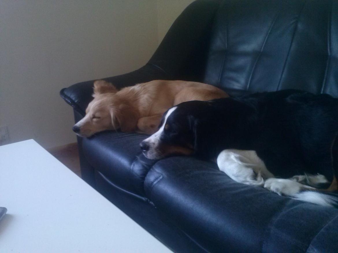 Blanding af racer Zita billede 6