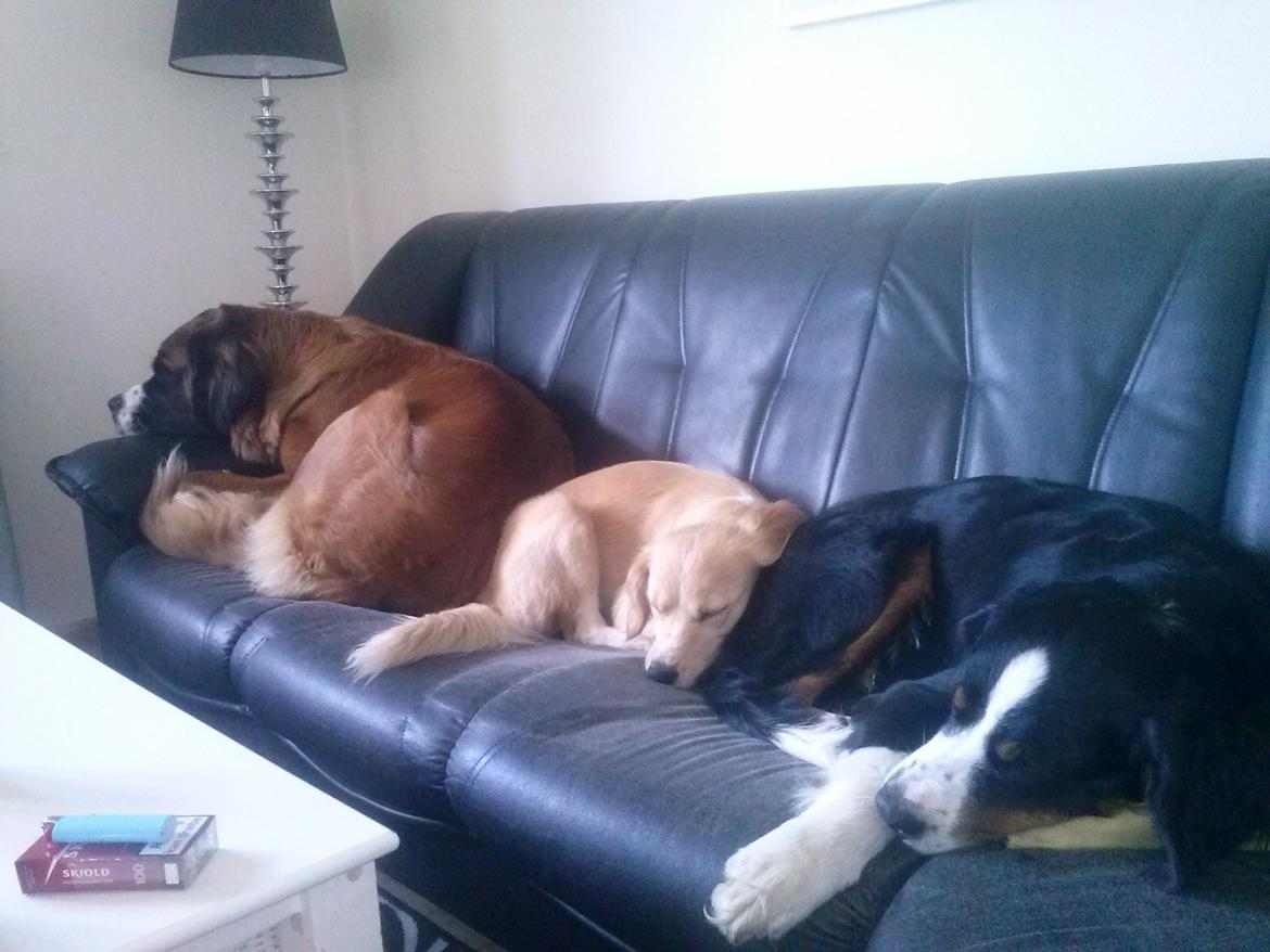 Blanding af racer Zita billede 7