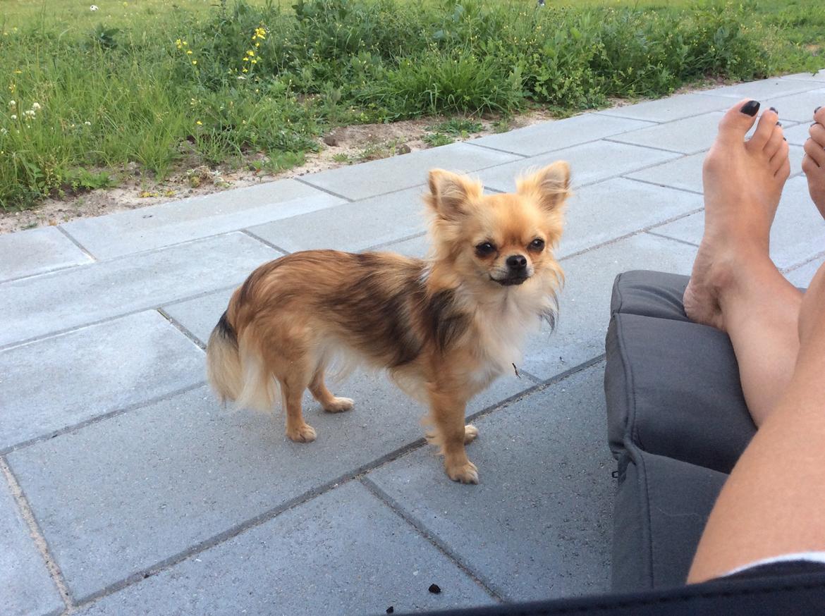 Chihuahua Al`Gisimo `s Adelita, Kaldenavn : Alma billede 31