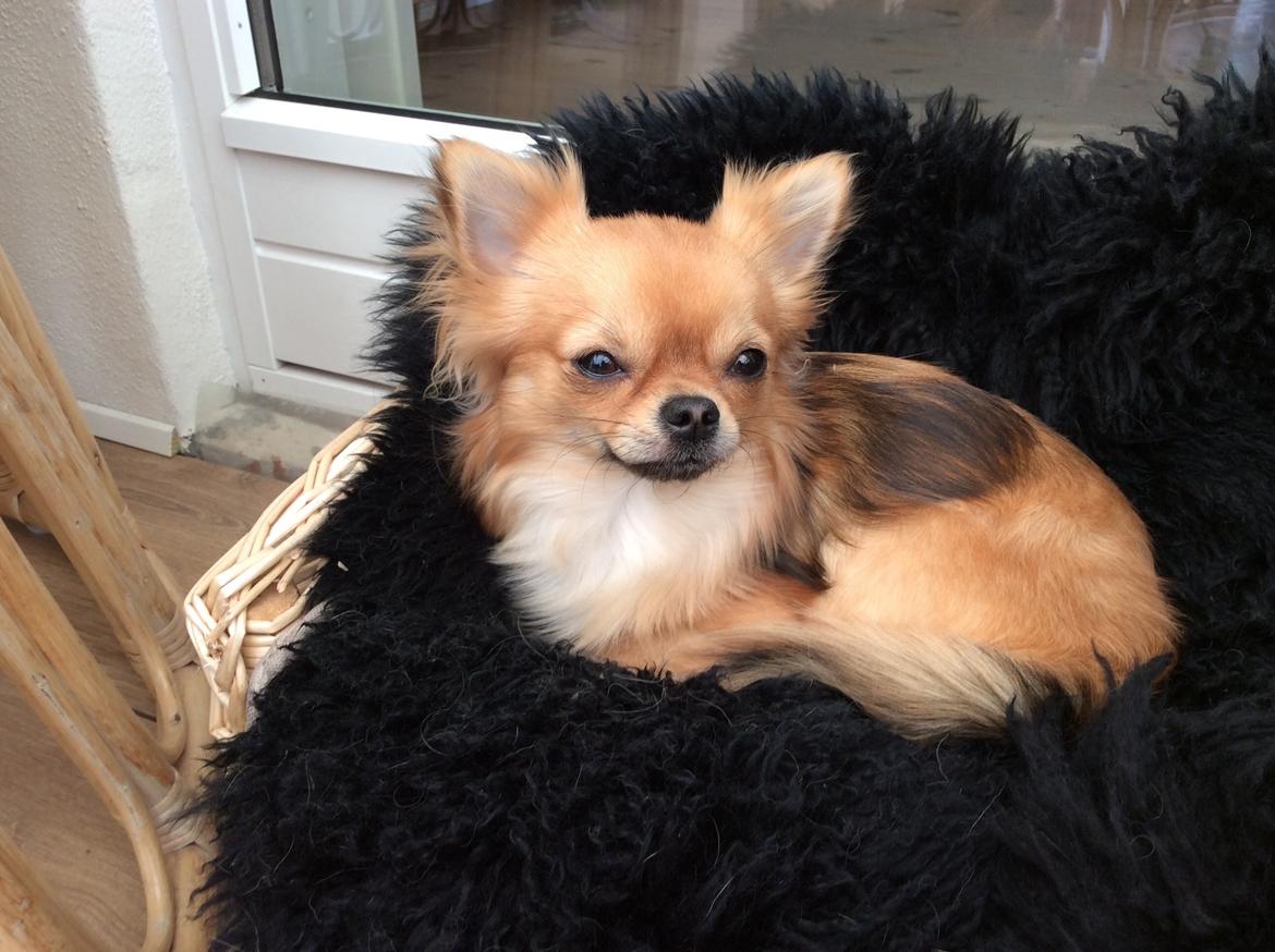 Chihuahua Al`Gisimo `s Adelita, Kaldenavn : Alma billede 32