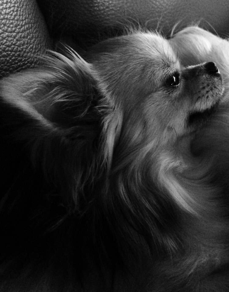 Chihuahua Al`Gisimo `s Adelita, Kaldenavn : Alma billede 33