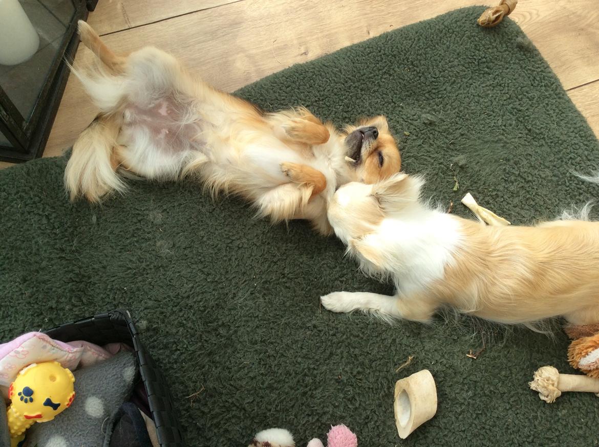 Chihuahua Al`Gisimo `s Adelita, Kaldenavn : Alma billede 35