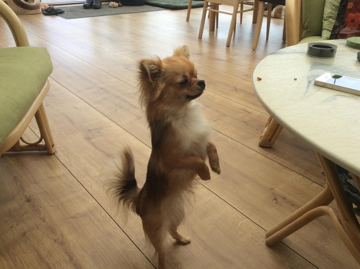 Chihuahua Al`Gisimo `s Adelita, Kaldenavn : Alma billede 36