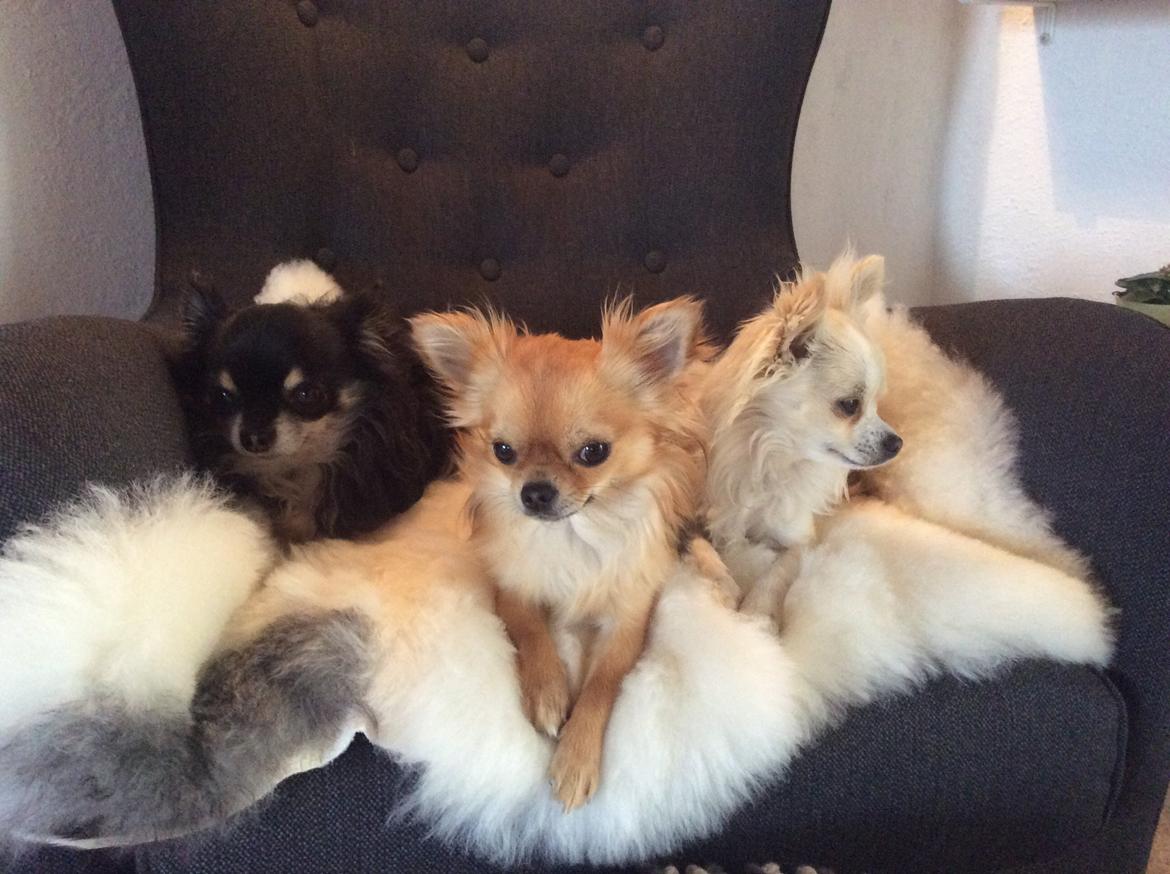 Chihuahua Al`Gisimo `s Adelita, Kaldenavn : Alma billede 34