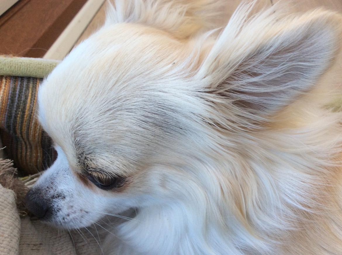 Chihuahua Allie billede 41