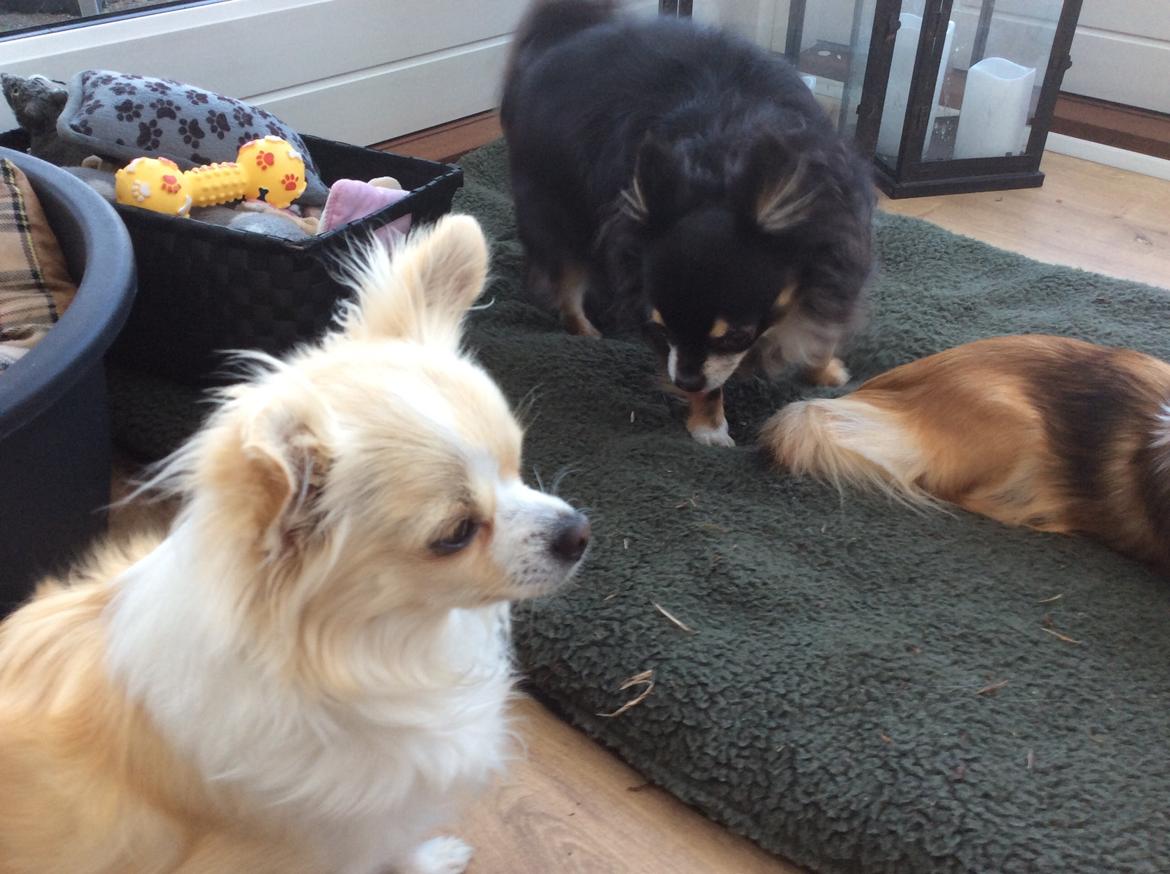 Chihuahua Allie billede 42