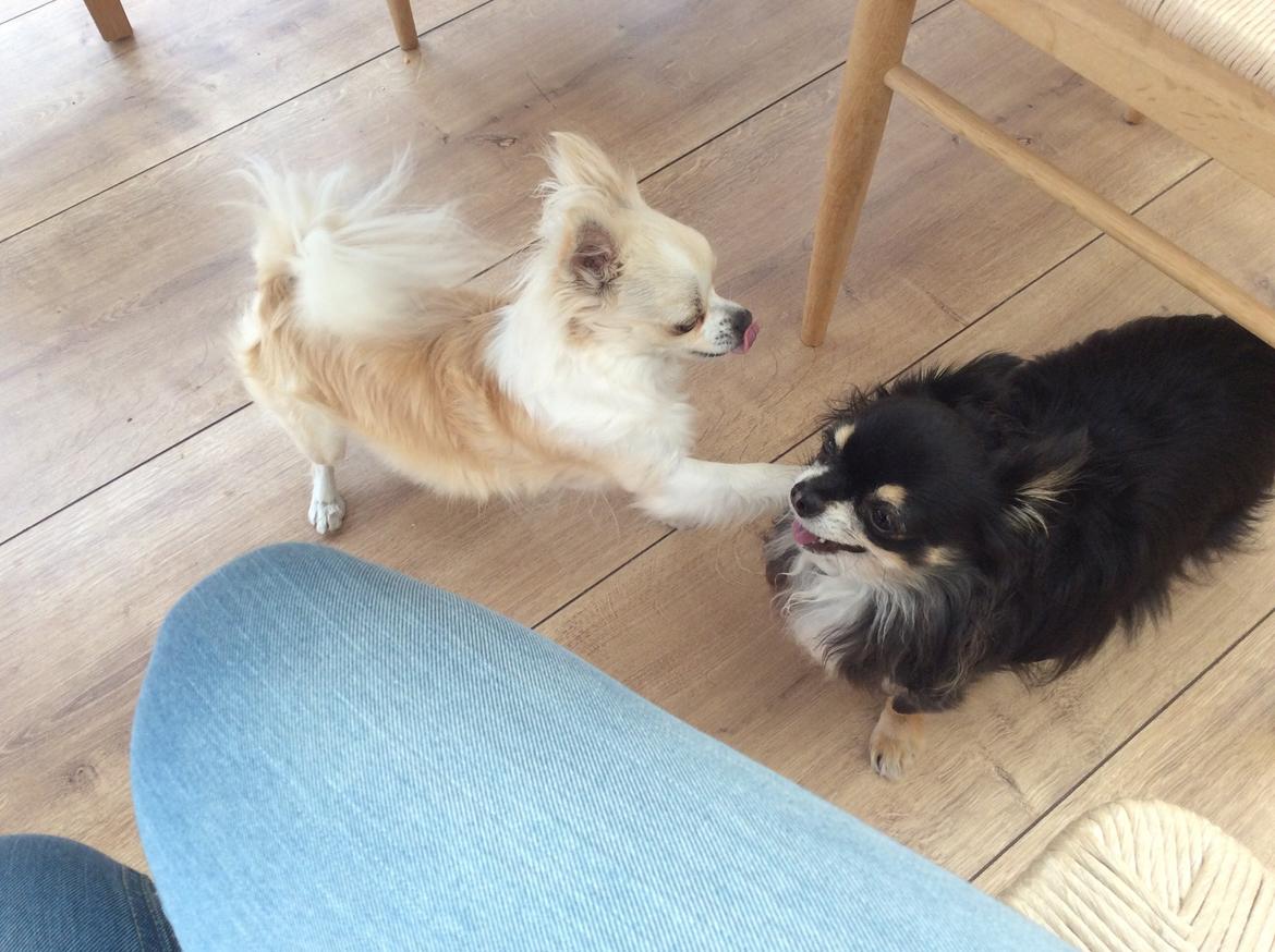 Chihuahua Allie billede 44