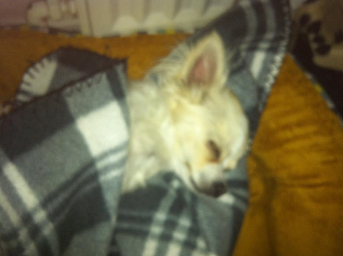 Chihuahua Allie billede 43