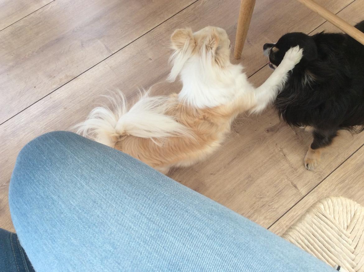 Chihuahua Allie billede 45