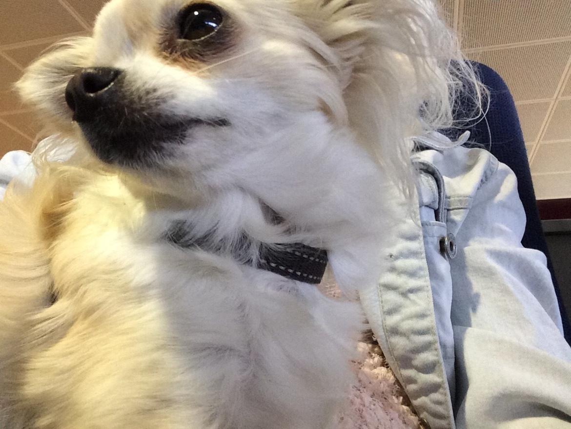 Chihuahua Allie billede 46