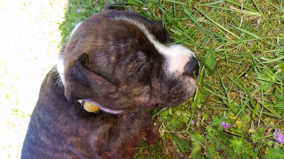 Staffordshire bull terrier Freja billede 2