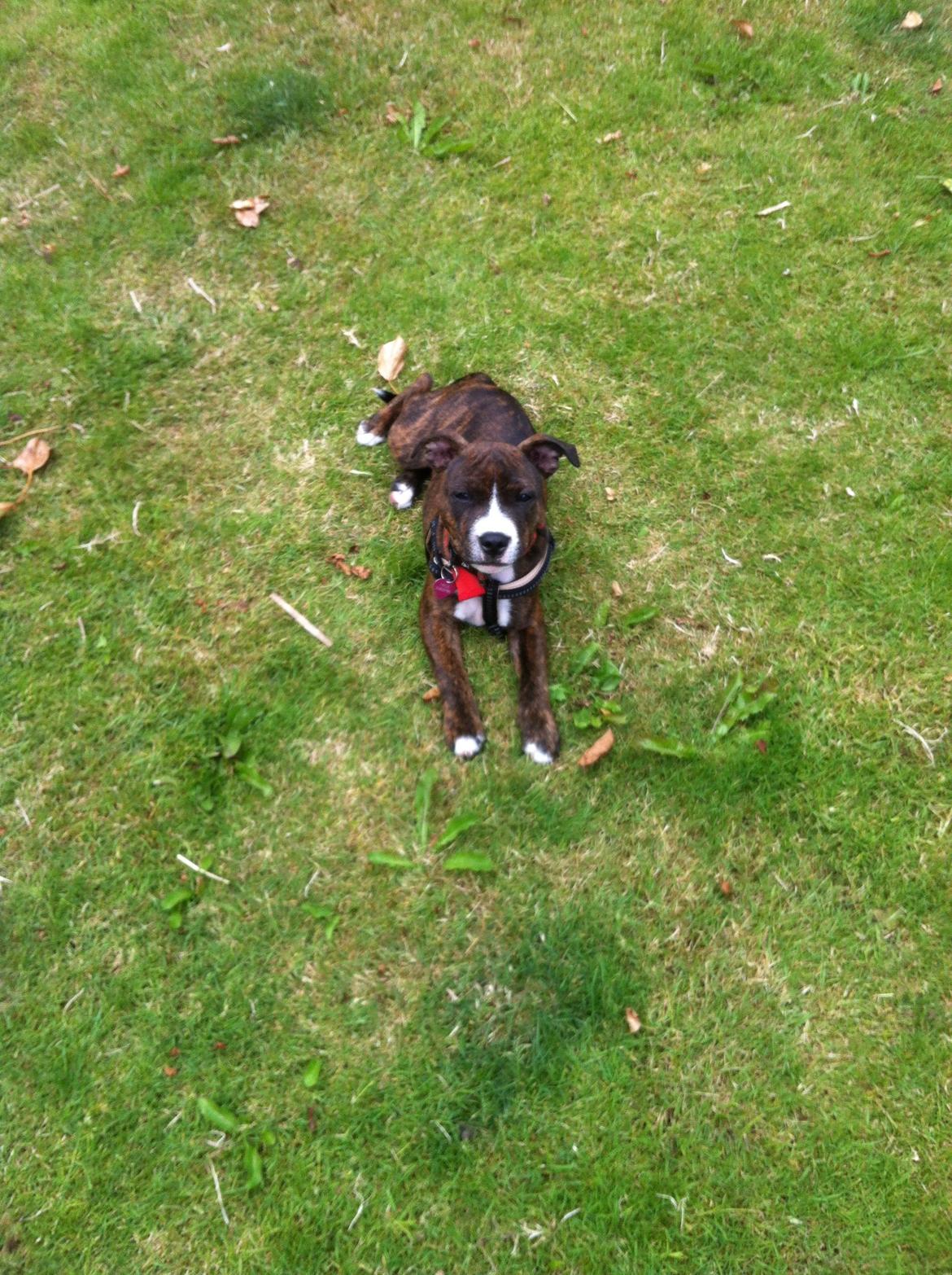 Staffordshire bull terrier Freja billede 3