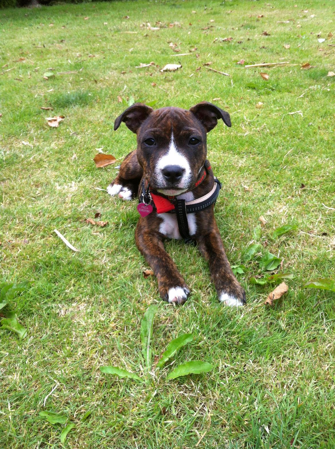 Staffordshire bull terrier Freja - 4 mdr billede 1