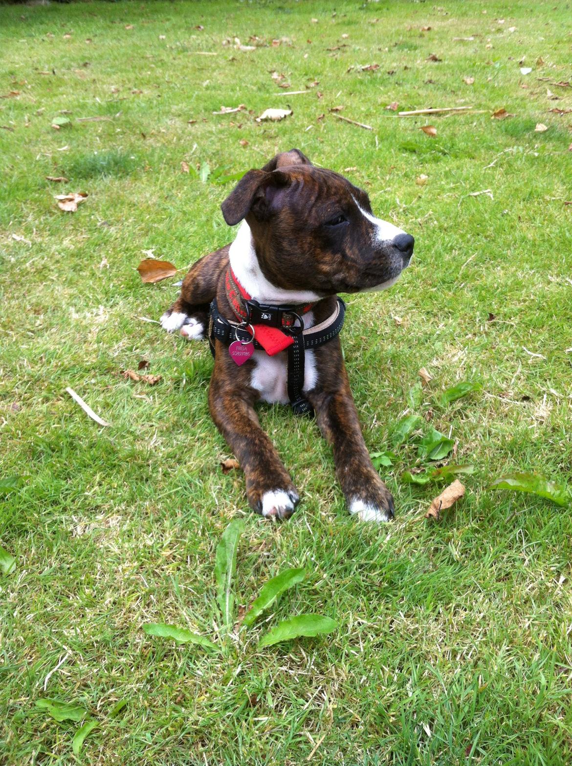 Staffordshire bull terrier Freja billede 5