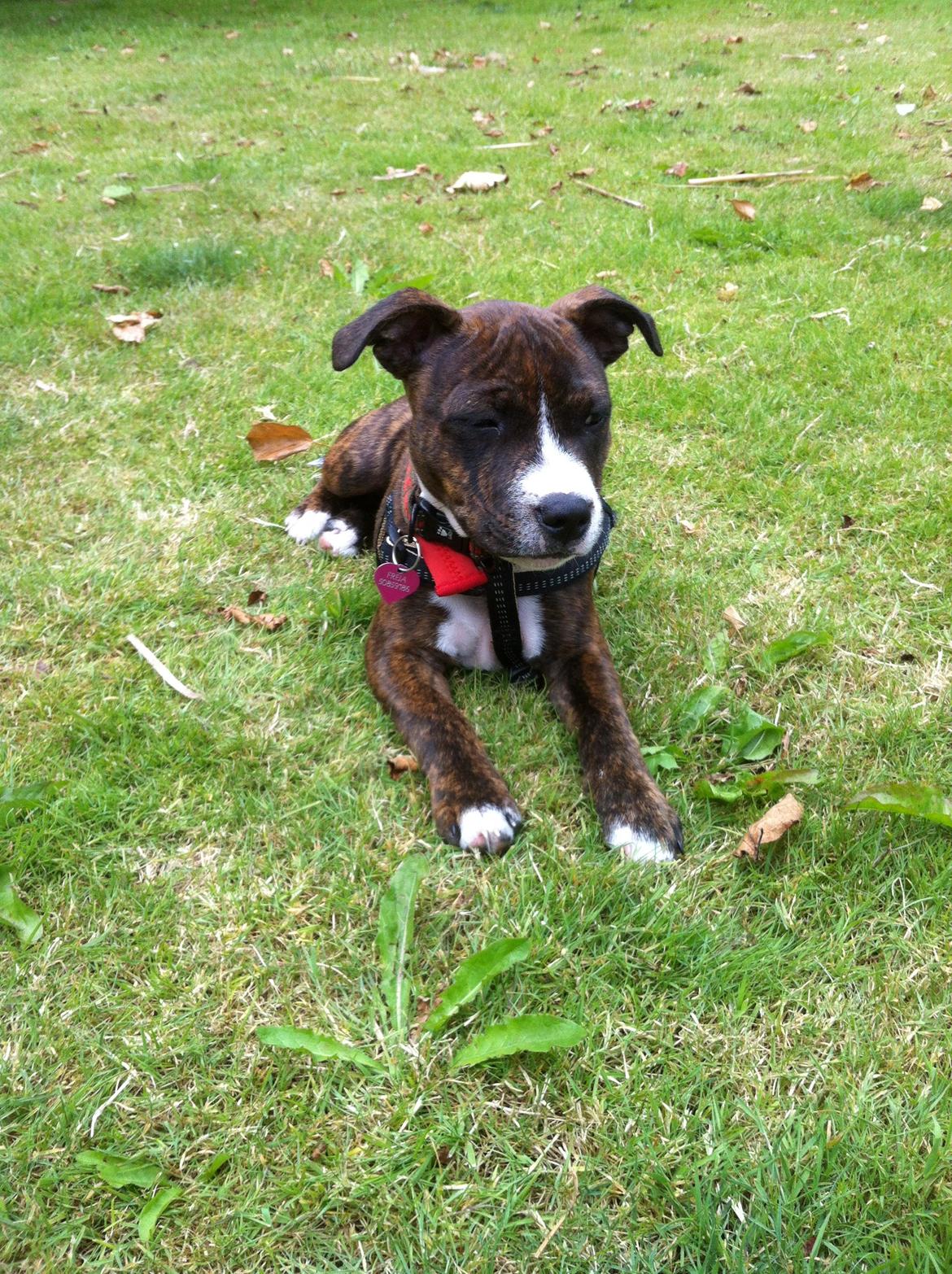 Staffordshire bull terrier Freja billede 4