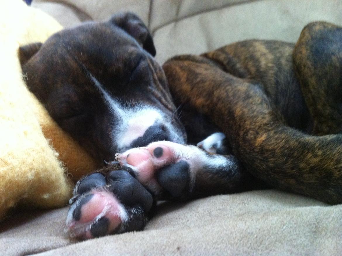 Staffordshire bull terrier Freja billede 6