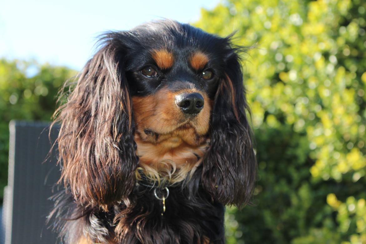 Cavalier king charles spaniel Cavalierbyen Loveable Milo (Milo) billede 1