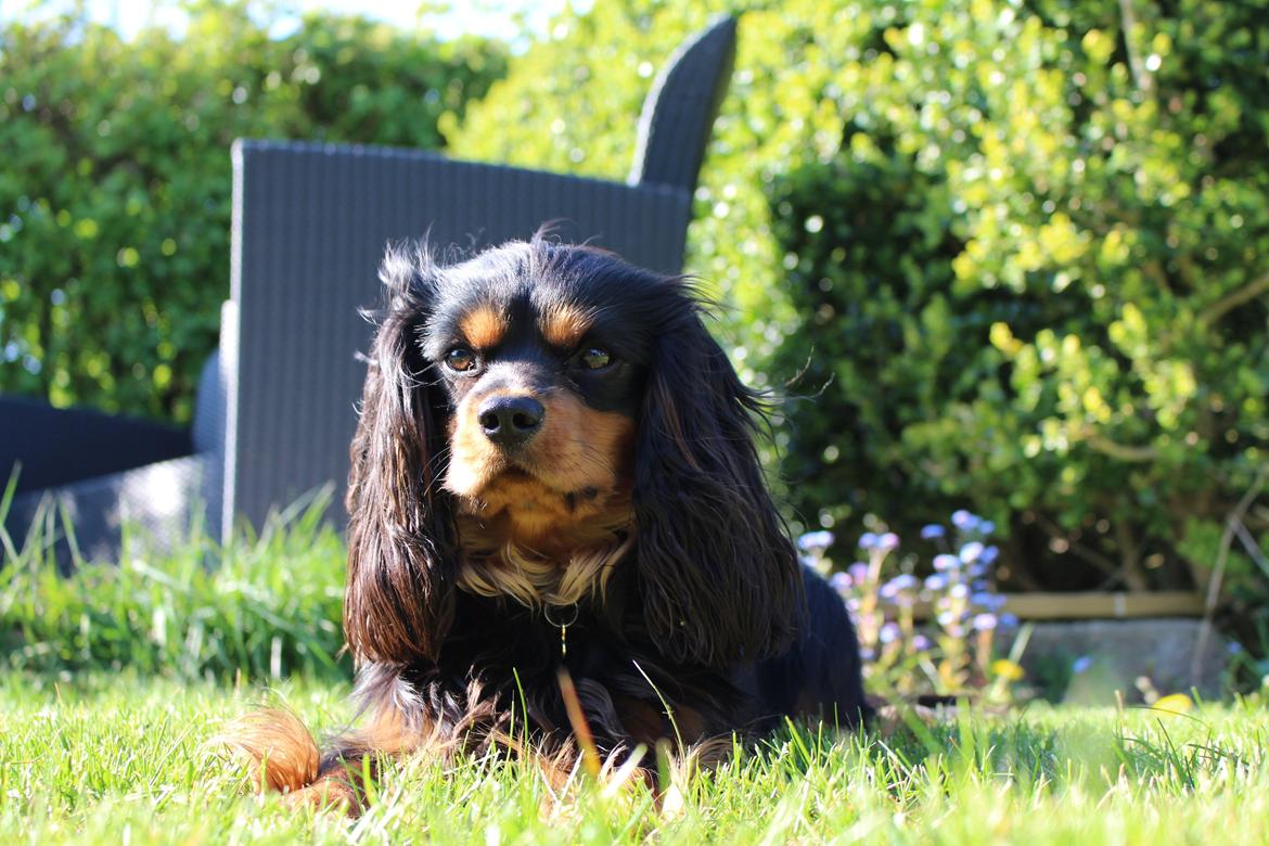 Cavalier king charles spaniel Cavalierbyen Loveable Milo (Milo) billede 2