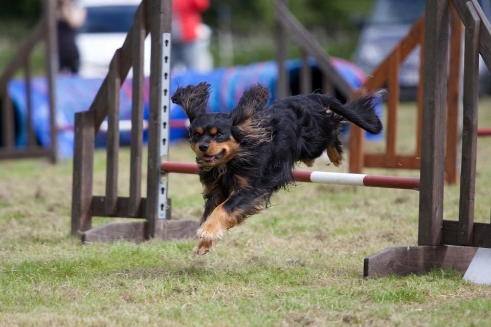 Cavalier king charles spaniel Cavalierbyen Loveable Milo (Milo) billede 3
