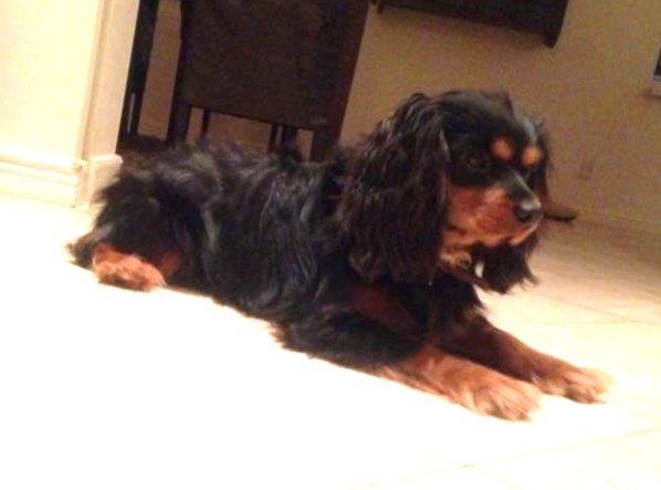 Cavalier king charles spaniel Cavalierbyen Loveable Milo (Milo) billede 6